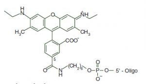 Carboxy-rhodamine 6G, 5-isomer